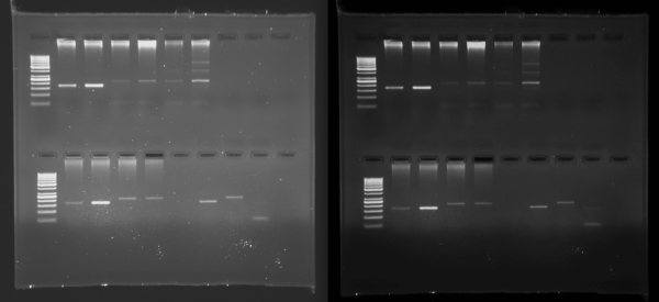 imager fx, imager Cfx, imagER, imager eyes, jel görüntüleme sistemi, gel imager, imagER Fx, gen-box, Biyoteknoloji, Biotechnology, ER Biyotek, ER Biotech, intergen, biyo-görüntüleme, UV görüntüleme, kemilüminesan görüntüleme, floresan görüntüleme, uv görüntüleme, agaroz jel görüntüleme, haliç üniversitesi