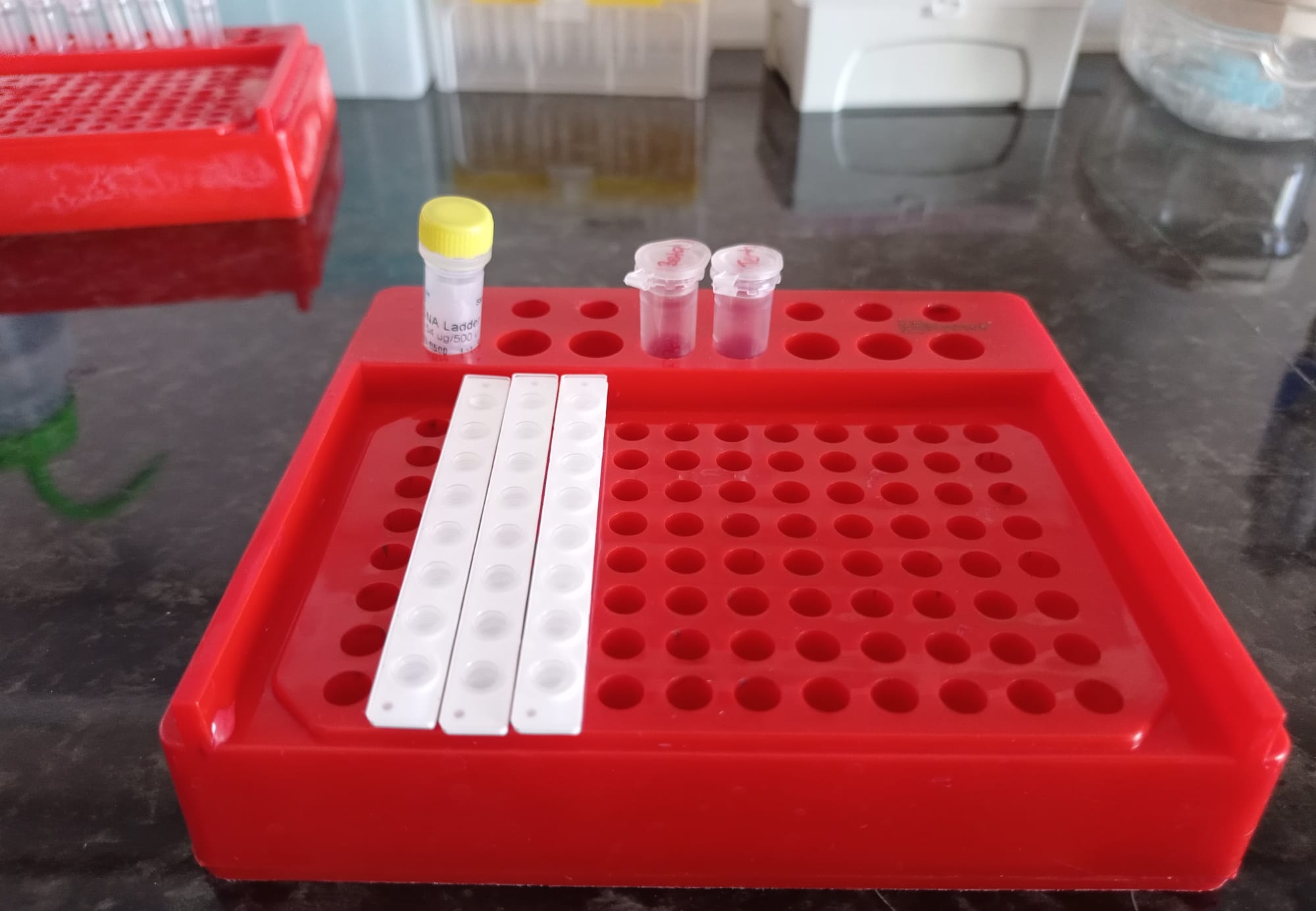 er biyoteknoloji, er biyotek, erbiyotek, gen-box, genbox, imager, western blot, imager fx, imager Cfx, imagER, imager eyes, jel görüntüleme sistemi, gel imager, imagER CFx mini, gen-box imager fx mini, Biyoteknoloji, Biotechnology, ER Biyotek, ER Biotech, biyo-görüntüleme, UV görüntüleme, kemilüminesan görüntüleme, floresan görüntüleme, uv görüntüleme, agaroz jel görüntüleme, western blot, ECL, ECL Plus, chemi imager, kemilüminesans görüntüleme, yerli üretim, yerli ve milli, cooler, masaüstü, soğutucu, Pcr, benchtop cooler, cool-er, PCR tüp standı, soğutmalı plaka, tube rack